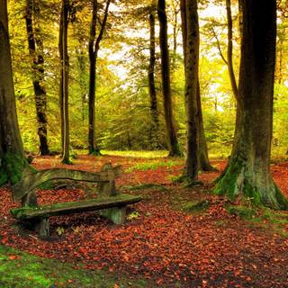 4k autumn Mac Book Pro wallpaper