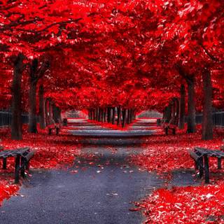 Red autumn park wallpaper
