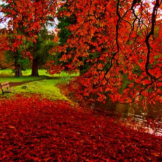 Red autumn park wallpaper