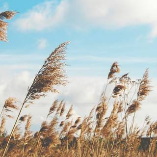 4k autumn Mac Book Pro wallpaper