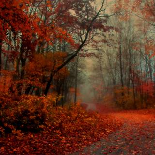 4k autumn Mac Book Pro wallpaper