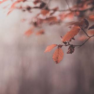 Autumn leaves HD desktop wallpaper