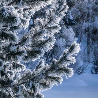 1280x720 winter wallpaper