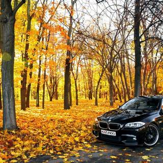 Autumn cars desktop wallpaper