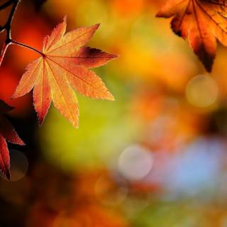 Autumn leaves HD desktop wallpaper