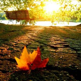 Autumn leaves HD desktop wallpaper