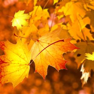 Autumn leaves HD desktop wallpaper