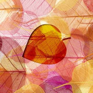 Autumn leaves HD desktop wallpaper