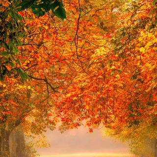 Red autumn park wallpaper