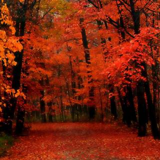 Red autumn aesthetic wallpaper