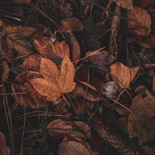 Autumn leaves HD desktop wallpaper