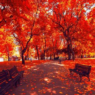 Red autumn park wallpaper