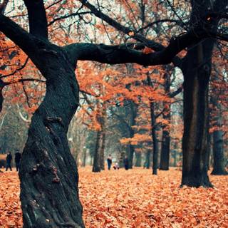 Red autumn park wallpaper