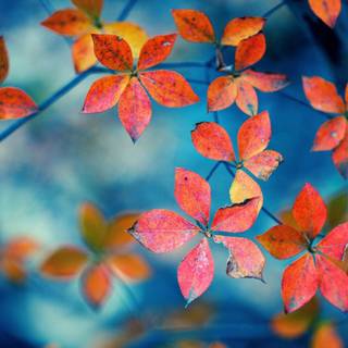 Autumn leaves HD desktop wallpaper