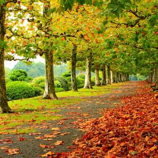 Red autumn park wallpaper