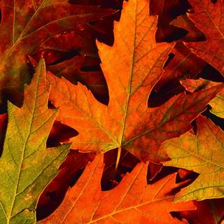Autumn leaves HD desktop wallpaper