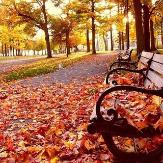 Red autumn park wallpaper