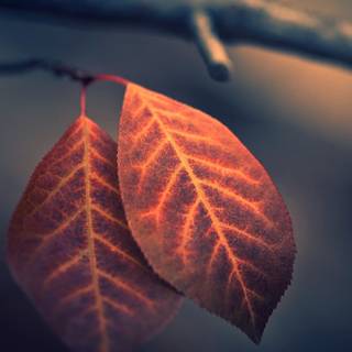 Autumn leaves HD desktop wallpaper