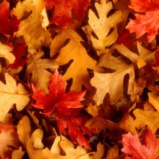 Autumn leaves HD desktop wallpaper