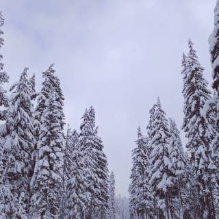 1280x720 winter wallpaper