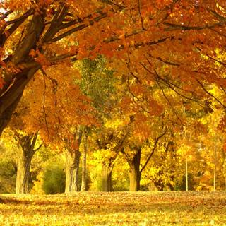 Autumn season tree wallpaper