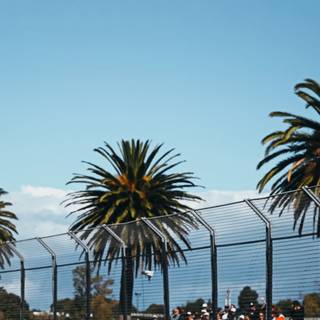 Oscar Piastri wallpaper