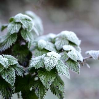 Winter Ireland wallpaper