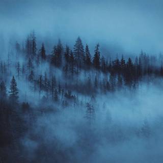 Winter foggy forest wallpaper