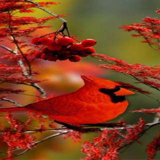 1980x1020 autumn wallpaper