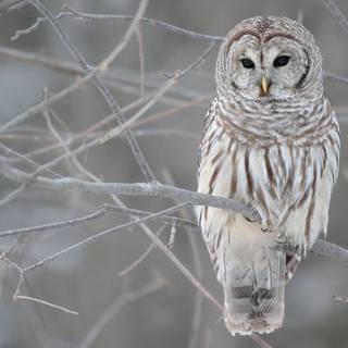Owl winter wallpaper