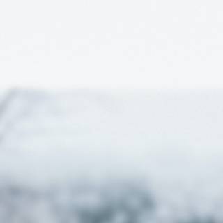 Owl winter wallpaper