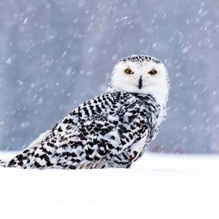 Owl winter wallpaper