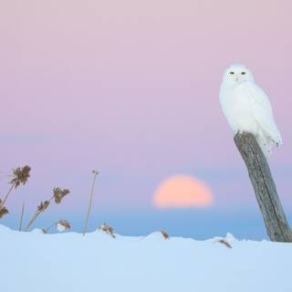 Owl winter wallpaper