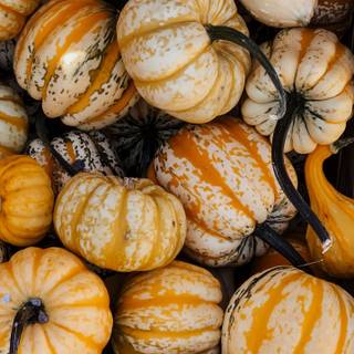 Halloween 1440x2560 wallpaper