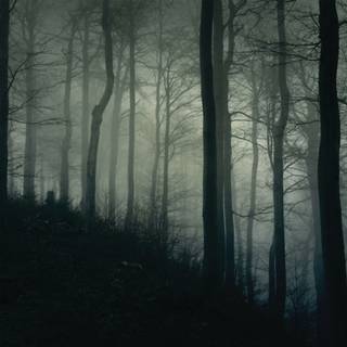 Dark forest Halloween wallpaper