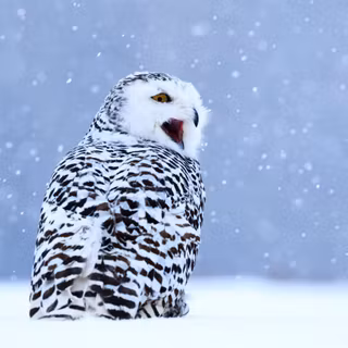 Owl winter wallpaper