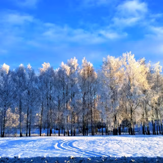 Winter 1680x1050 wallpaper