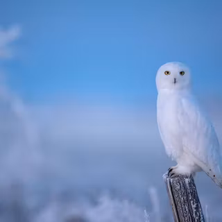 Owl winter wallpaper