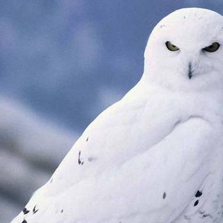 Owl winter wallpaper