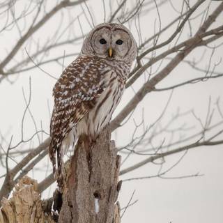 Owl winter wallpaper