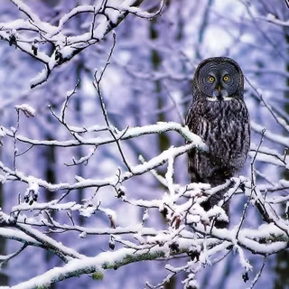 Owl winter wallpaper