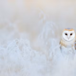 Owl winter wallpaper