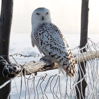 Owl winter wallpaper