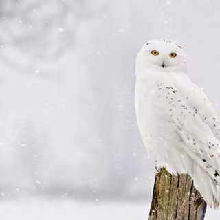 Owl winter wallpaper