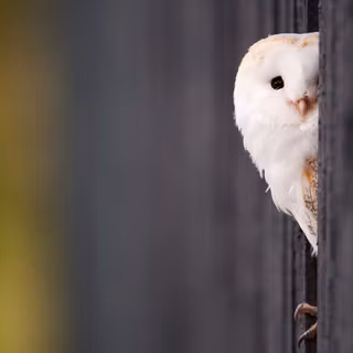 Owl winter wallpaper