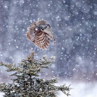 Owl winter wallpaper