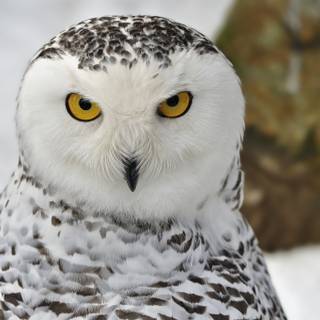 Owl winter wallpaper