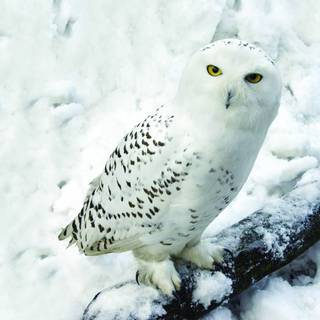 Owl winter wallpaper