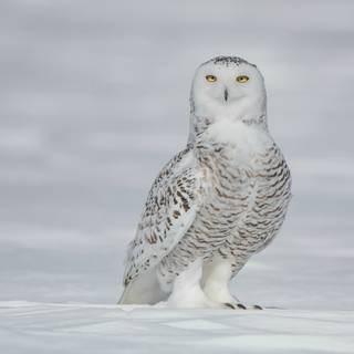 Owl winter wallpaper