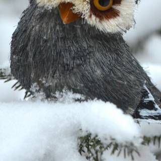 Owl winter wallpaper